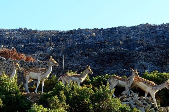 Ελάφια στο καταφύγιο του  Σταμάτη Μαγουλά στον Μυλοπόταμο Κυθήρων